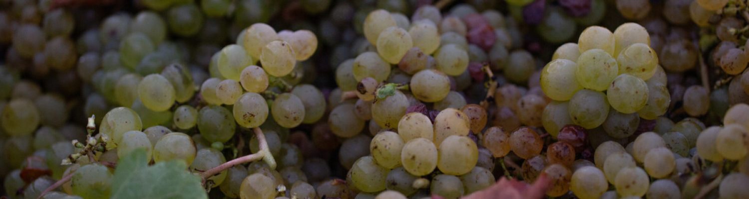 Château de la Calonniere
Septembre 23/24 /25  Septembre 2023