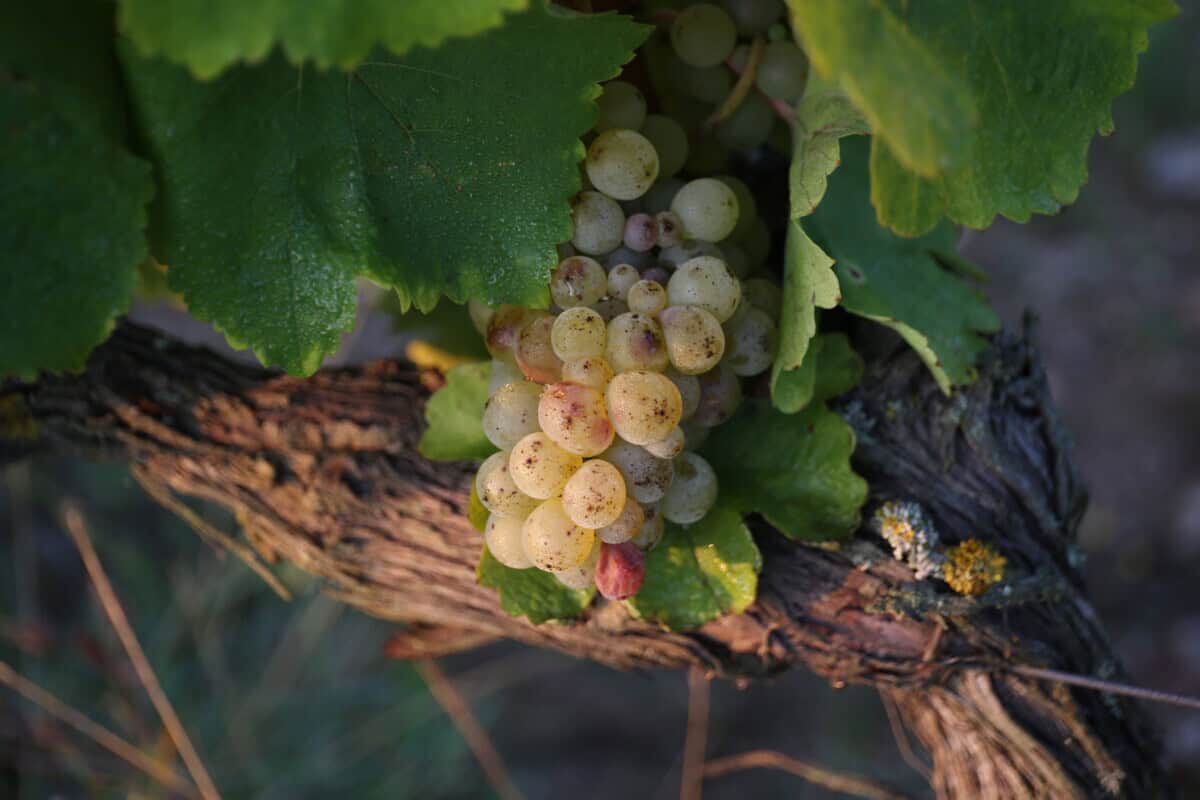 Chteau de la Calonniere
Septembre 23/24 /25  Septembre 2023