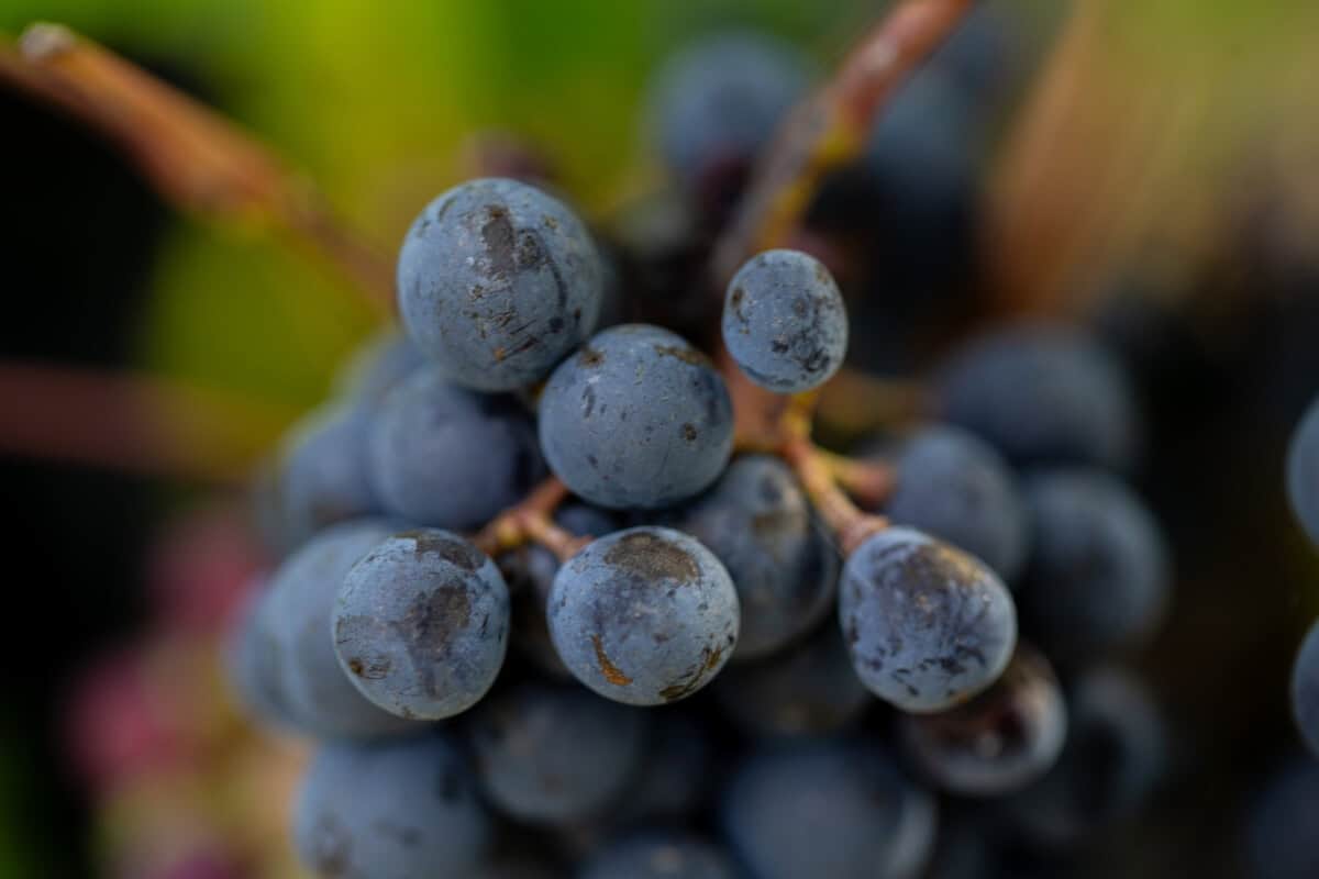 Château de la Calonniere
Septembre 23/24 /25 Septembre 2023