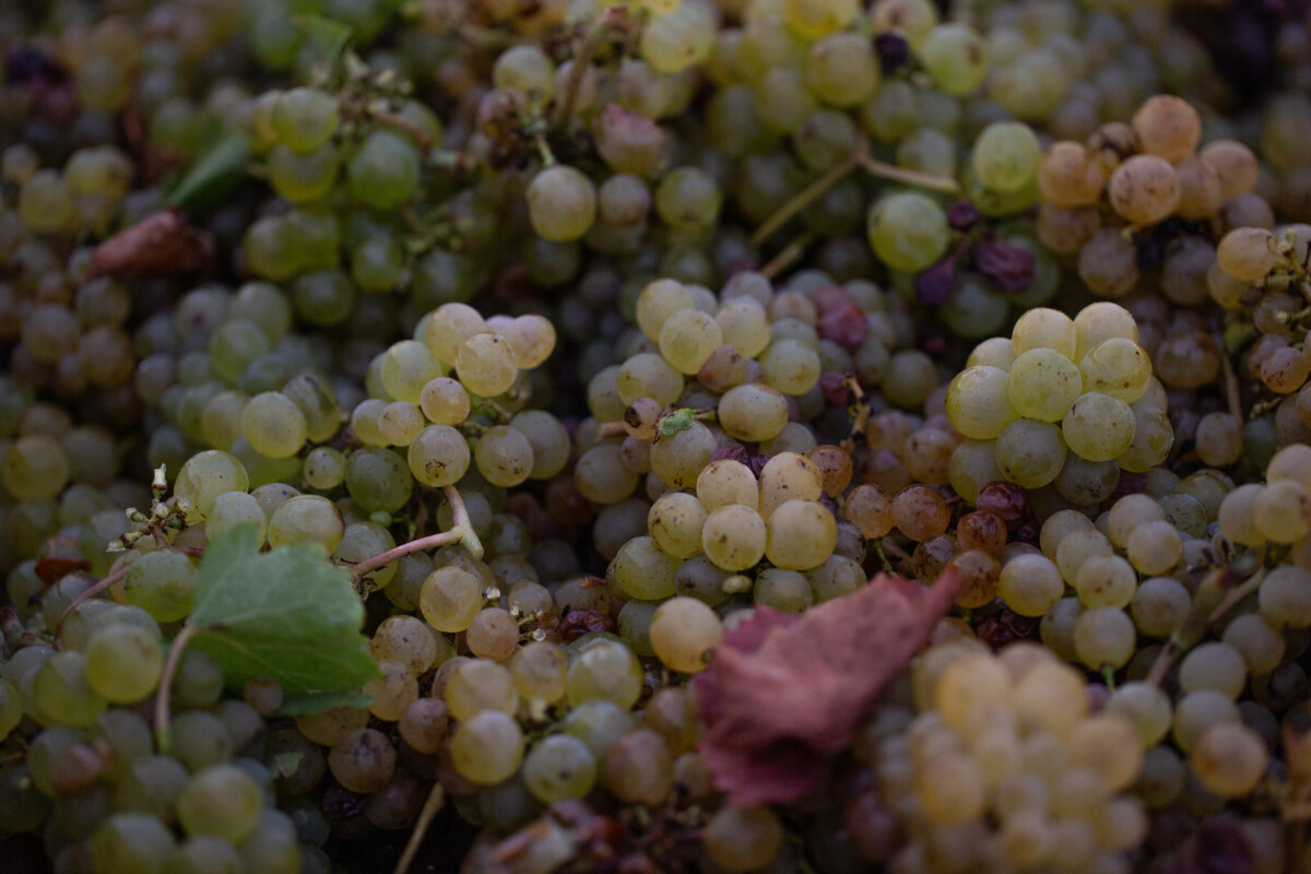Château de la Calonniere
Septembre 23/24 /25  Septembre 2023